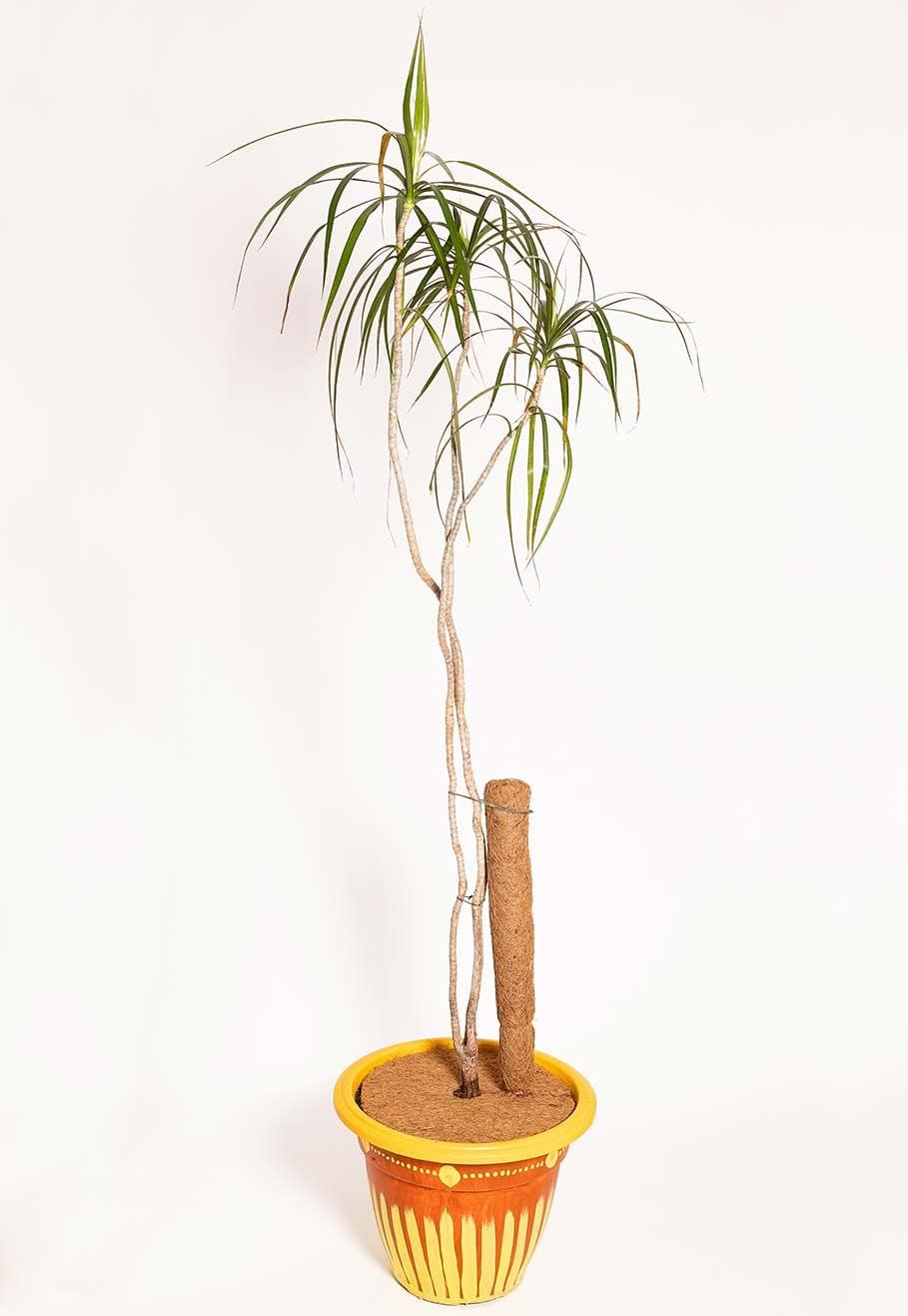 COCO & COIR Moss Pole Plant Supports | Coir Moss Stick for Climbing Monstera or Cheese Plants