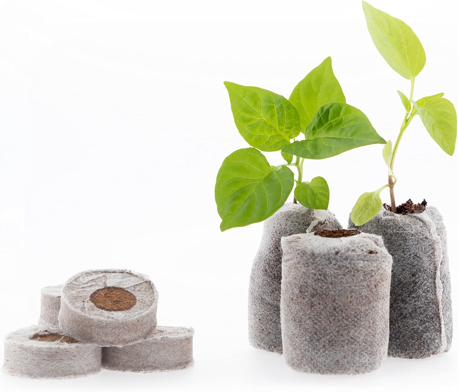 Peat-free Coir Pellet Compost Disks for Seeding Plug Plants & Germination | Coco & Coir Coco Dots (50 x 40mm)