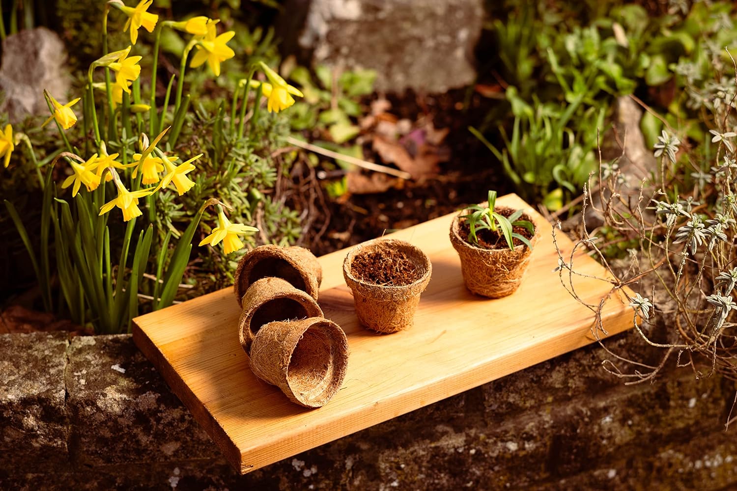COCO & COIR Biodegradable Round Plant Pots Plastic Free Eco-friendly Propagation Pots