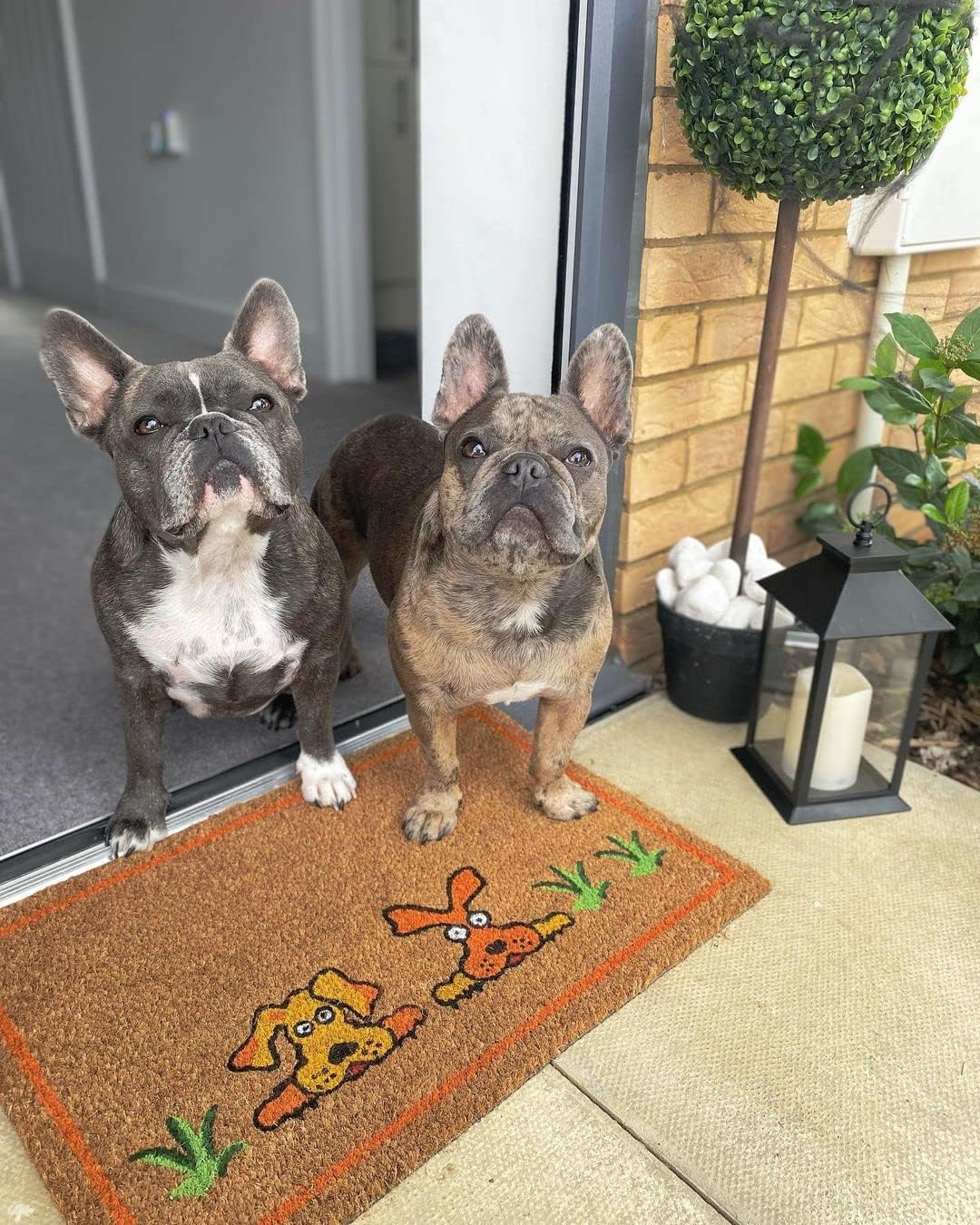Coco & Coir Door Mats Indoor/Outdoor | Non Slip Dog Design Entrance Welcome Mat (Doggy Doggy)