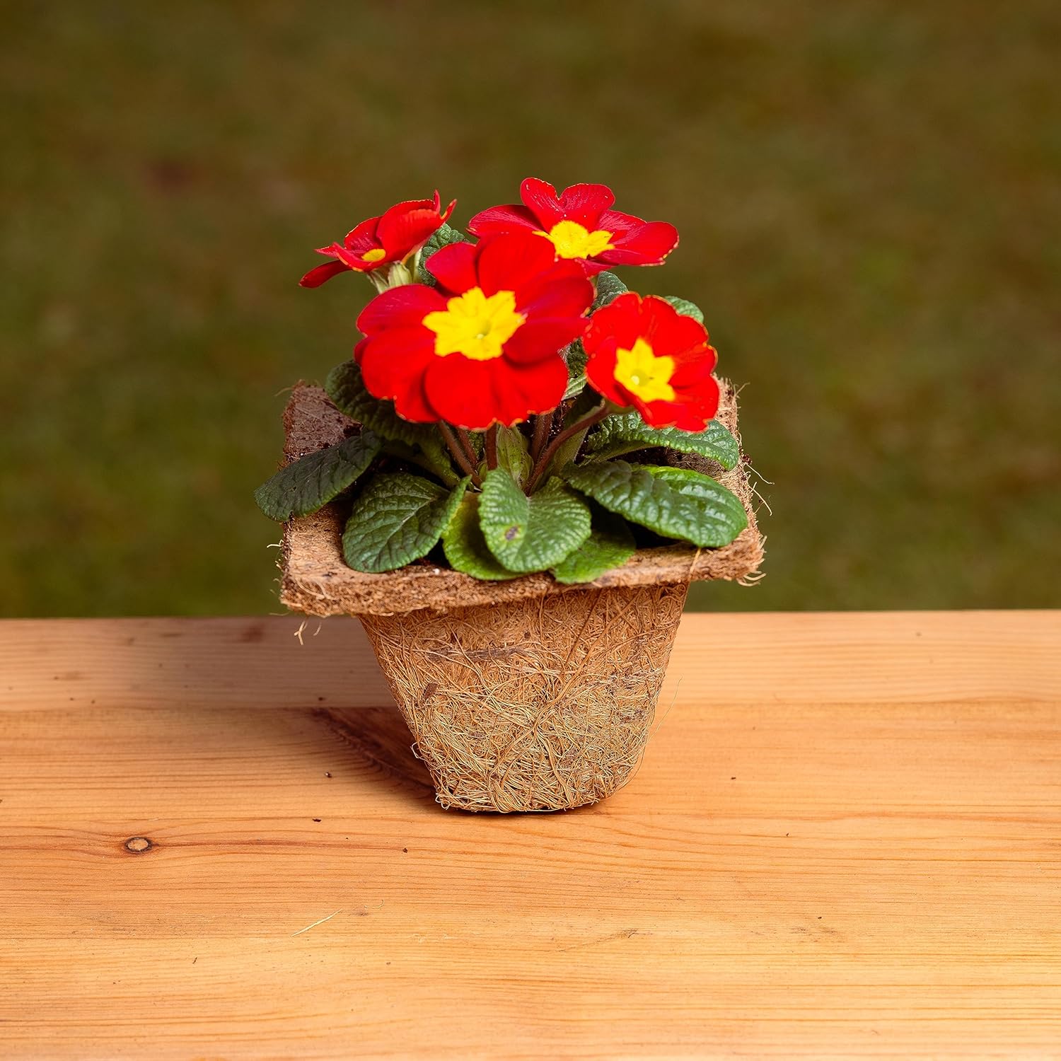 Coco & Coir Biodegradable Plant Pots | Plastic Free Eco-friendly Propagation Pots (Square)